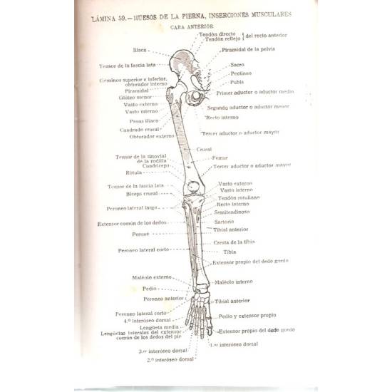 Atlas Manual de Anatomía